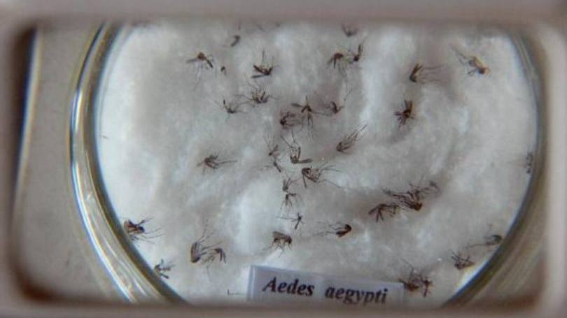 size_810_16_9_zika-virus.jpg