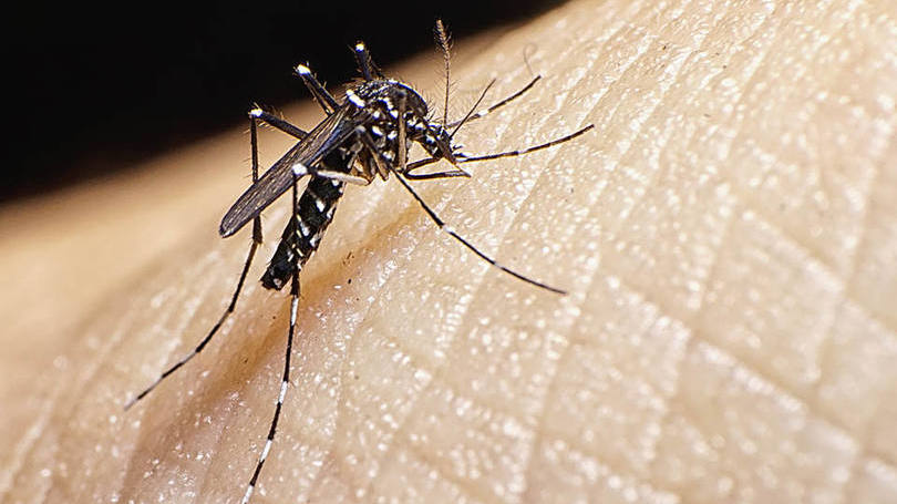 Zika