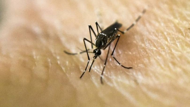 Aedes aegypti, mosquito transmissor do zika vírus