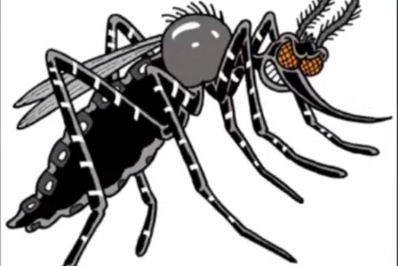video_aedes_aegypti