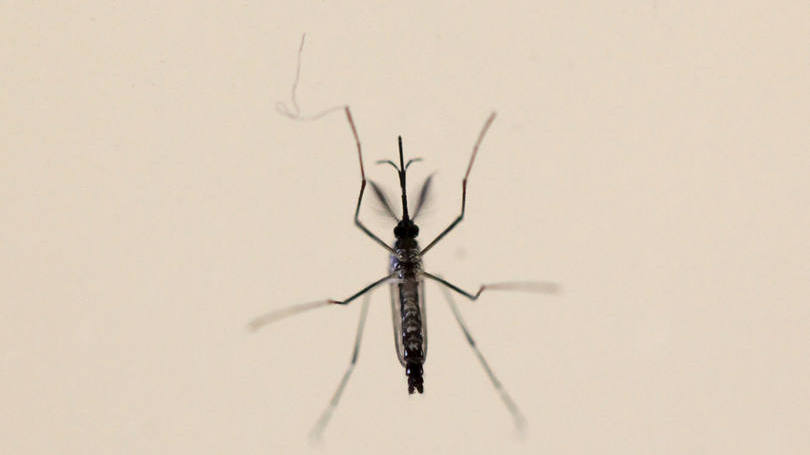 aedes-aegypti-mosquito-transmissor-da-dengue-e-zika-virus