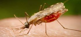 anopheles.portalbiologia