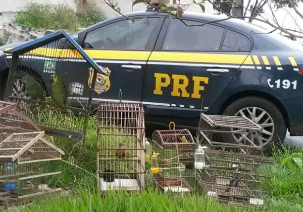 animais_prf