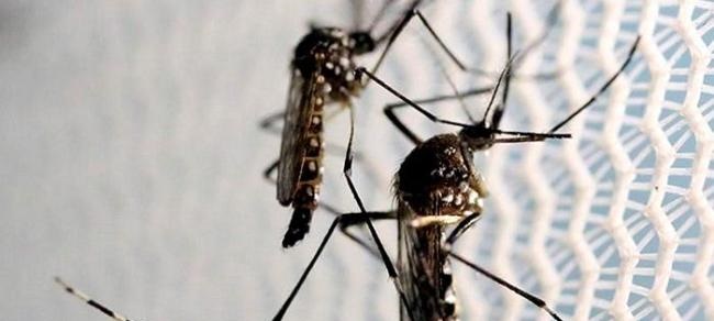 mosquito-aedes-aegypti_1639286