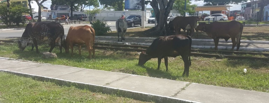 VACAS ALAGOINHAS 1