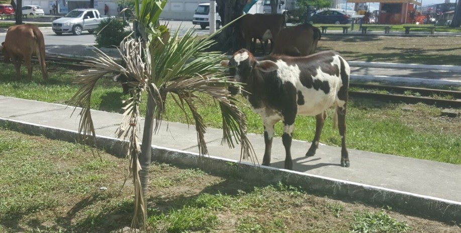 VACAS ALAGOINHAS 2