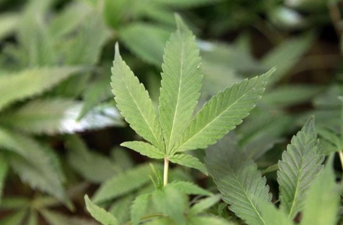 maconha