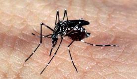 Mosquito Aedes aegypti 