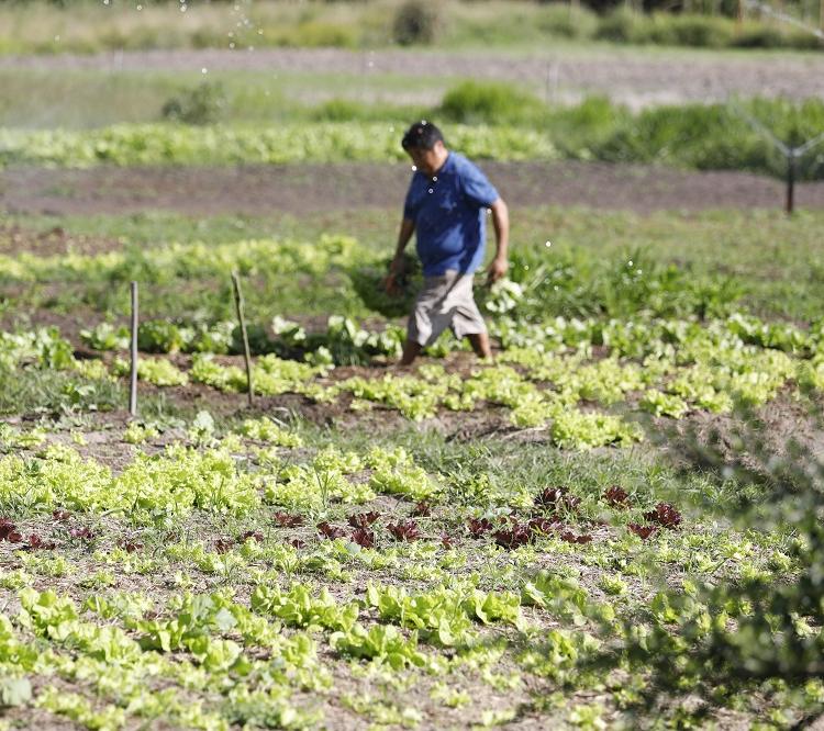 Carlos Hideyasu Nishiyama, agricultor, em sua propriedade na zona rural em Mata de São João